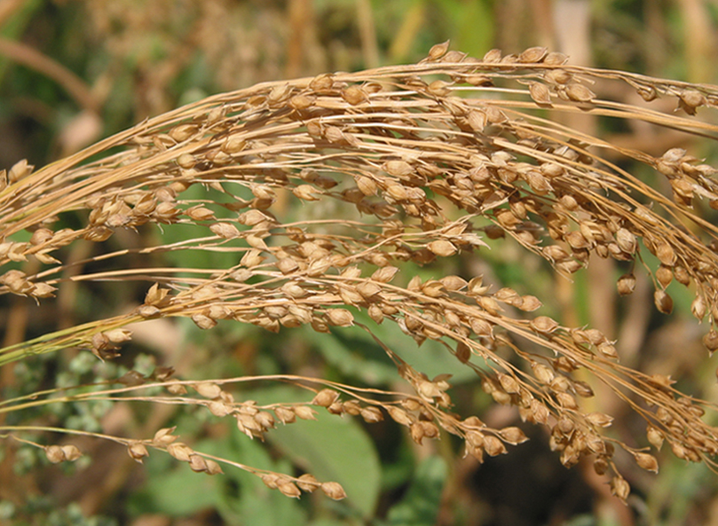 Image of Panicum miliaceum specimen.