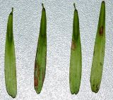 Смотреть изображение Fraxinus rhynchophylla