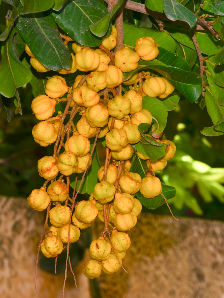 Image of Cupaniopsis anacardioides specimen.