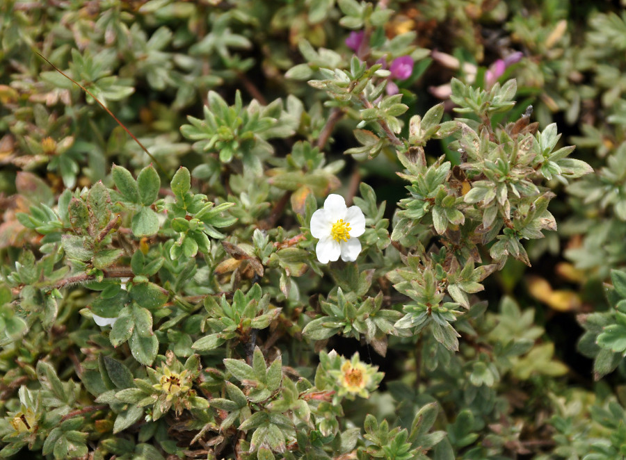 Изображение особи Dasiphora mandshurica.