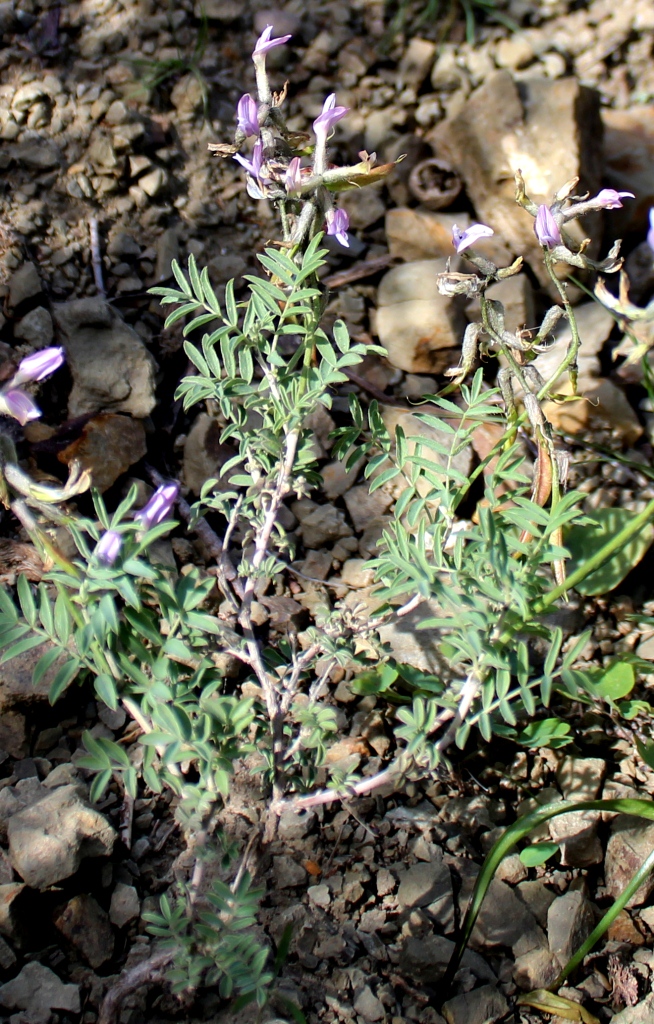 Изображение особи Astragalus pendulinus.