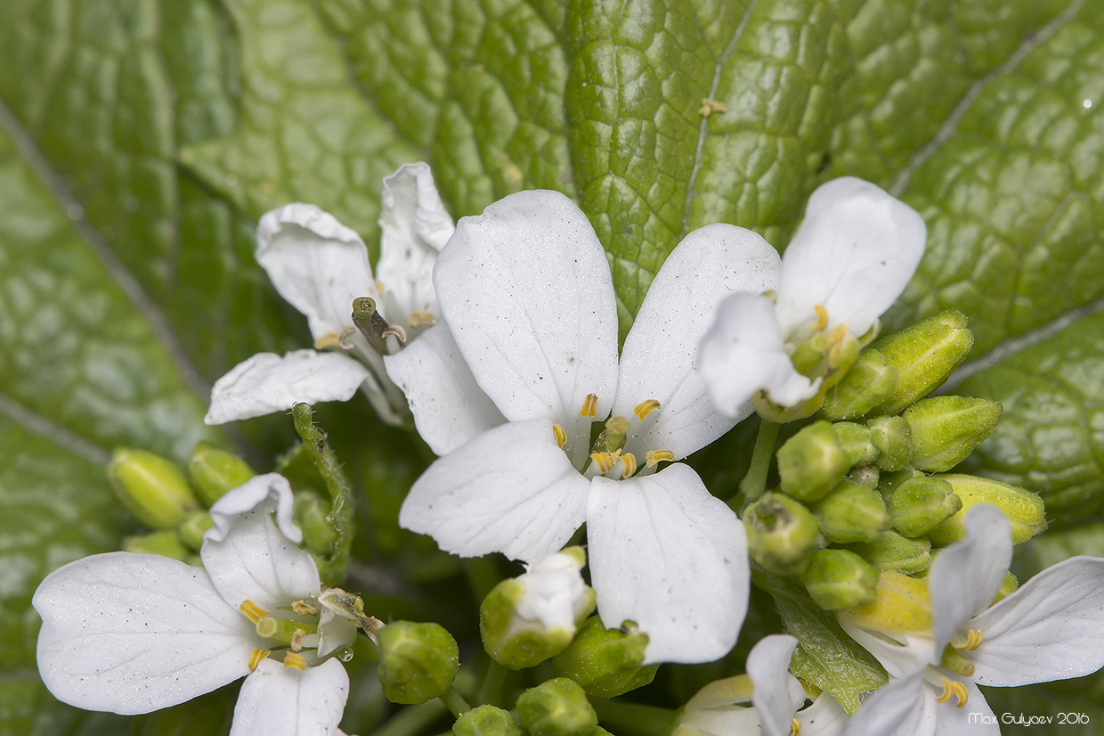 Image of Alliaria petiolata specimen.