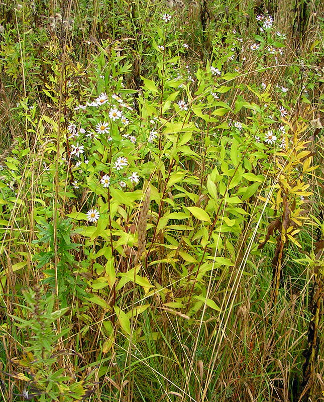 Image of Symphyotrichum novi-belgii specimen.