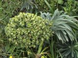 Euphorbia characias. Верхушка отцветшего соцветия. Испания, автономное сообщество Каталония, провинция Жирона, комарка Баш Эмпорда, муниципалитет Калонже, пустырь. 13.05.2016.