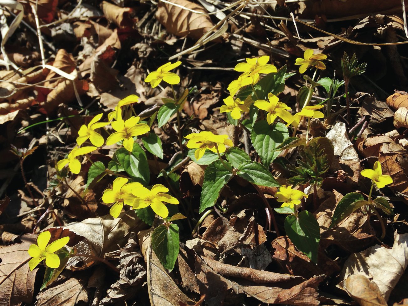 Image of Viola orientalis specimen.