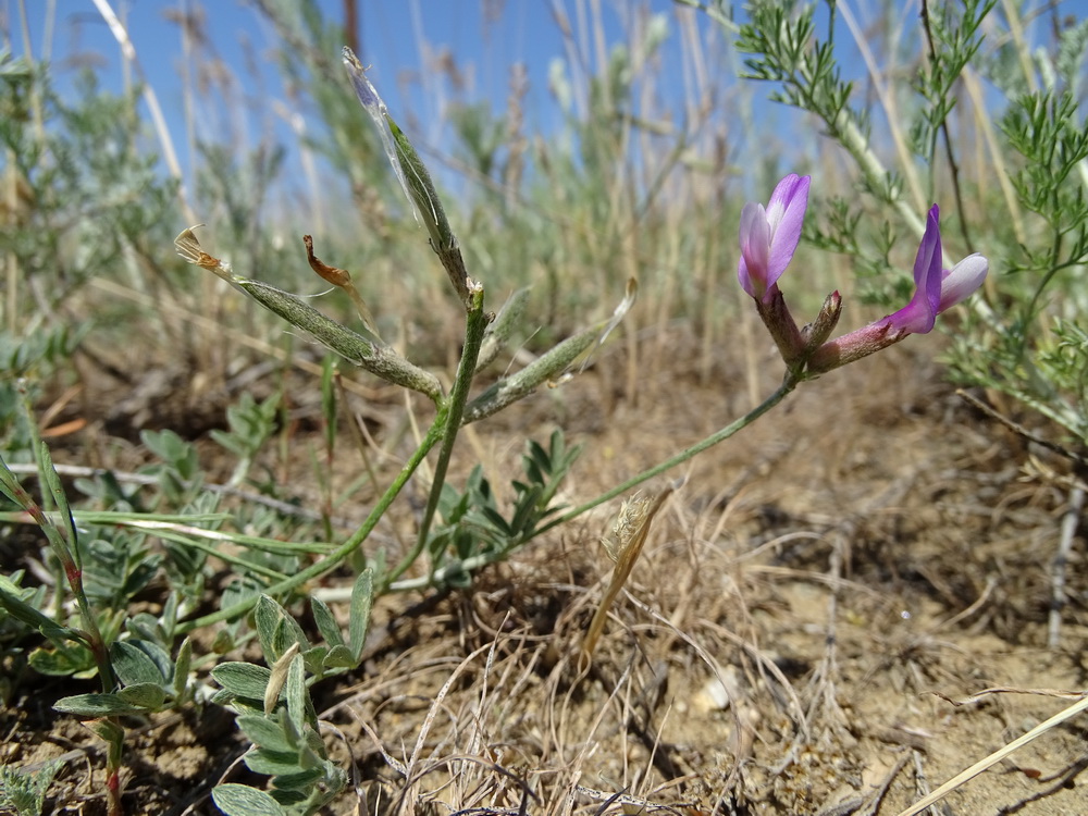 Image of Astragalus stenoceras specimen.