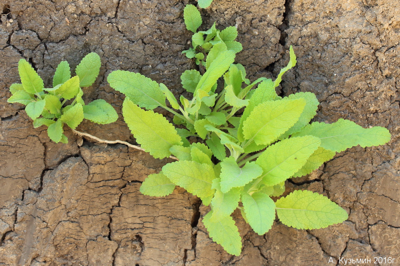 Image of genus Salvia specimen.