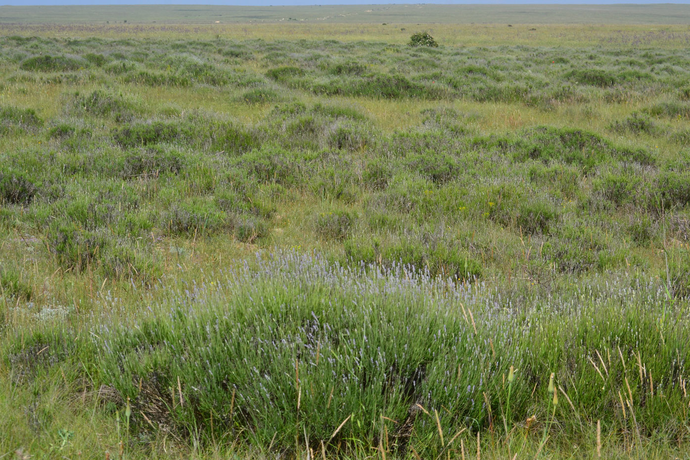 Image of Lavandula angustifolia specimen.