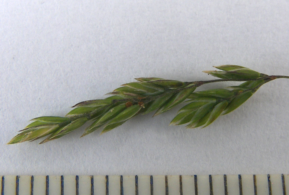 Изображение особи Festuca pratensis.