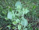 Sonchus oleraceus