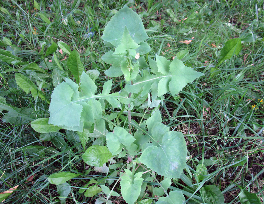 Image of Sonchus oleraceus specimen.