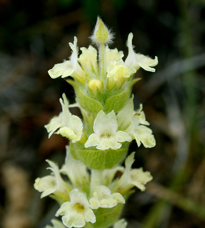 Image of Sideritis catillaris specimen.