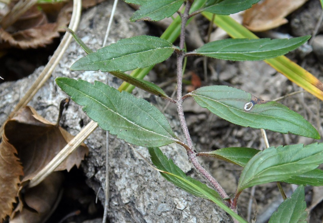 Image of Veronica umbrosa specimen.