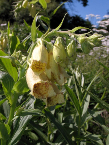 Image of Digitalis grandiflora specimen.