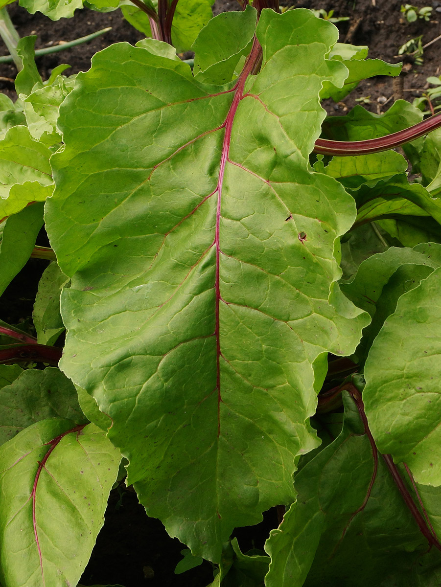 Image of Beta vulgaris specimen.