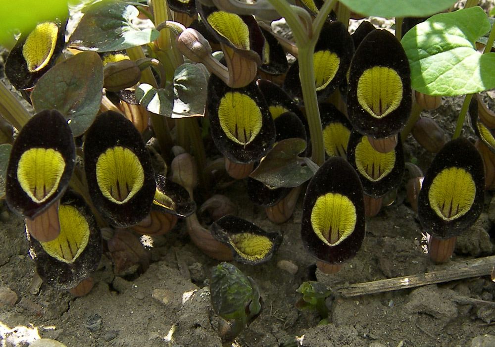 Image of Aristolochia steupii specimen.