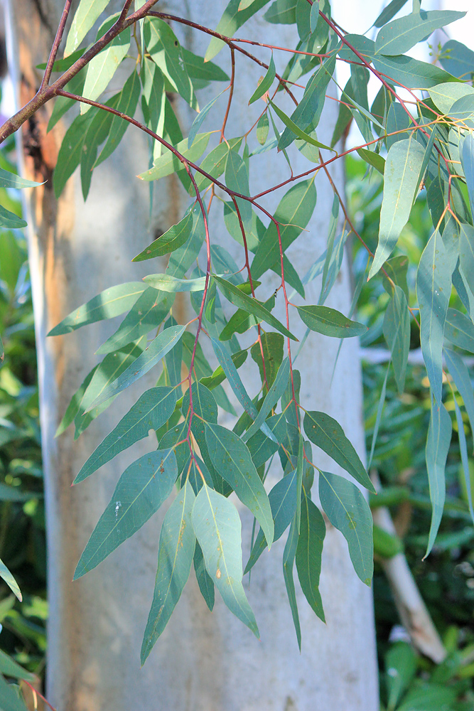 Image of Eucalyptus camaldulensis specimen.