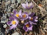 Pulsatilla multifida. Куртинка цветущих растений с осыпающейся пыльцой. Магаданская обл., окр. Магадана, бухта Гертнера, крутой скалистый склон над морем. 03.05.2016.