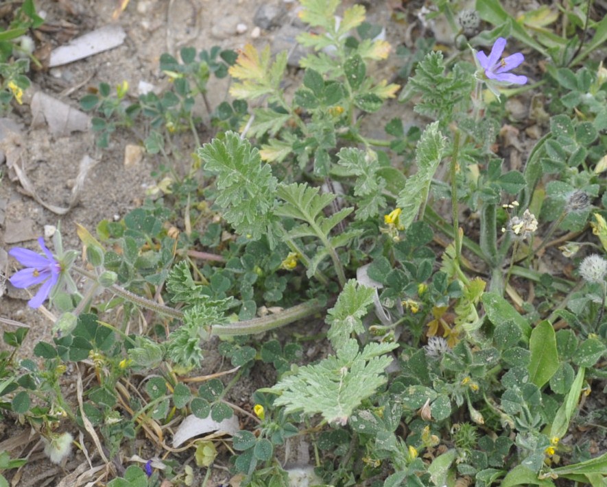 Image of Erodium ciconium specimen.