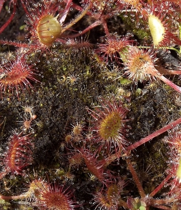 Изображение особи Drosera rotundifolia.