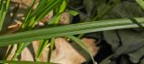 Carex brevicollis. Часть листа. Молдова, Кишинев, Ботанический сад АН Молдовы. 10.04.2017.