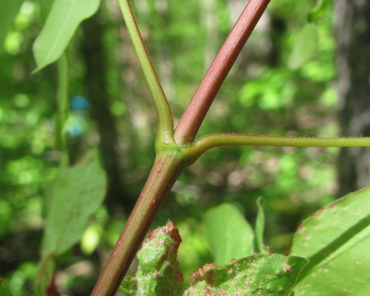 Image of Acer campestre specimen.