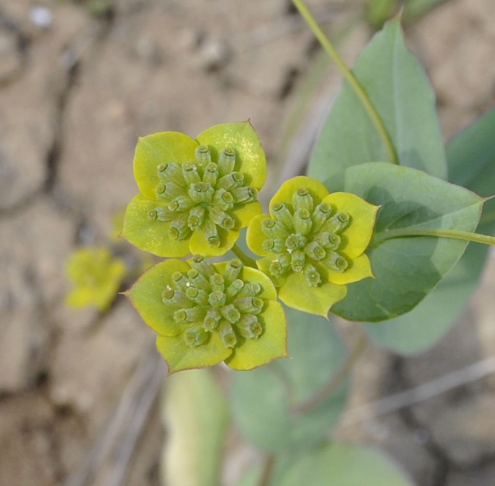 Image of Bupleurum subovatum specimen.