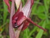 Serapias orientalis ssp. feldwegiana