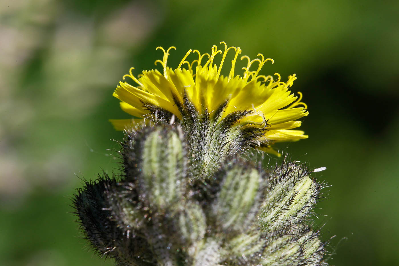 Image of genus Pilosella specimen.