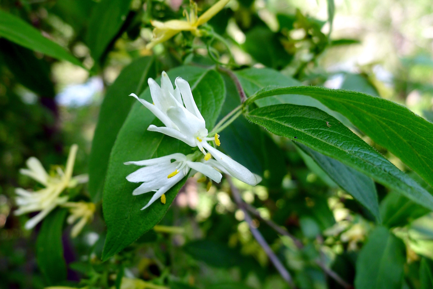 Image of Lonicera maackii specimen.