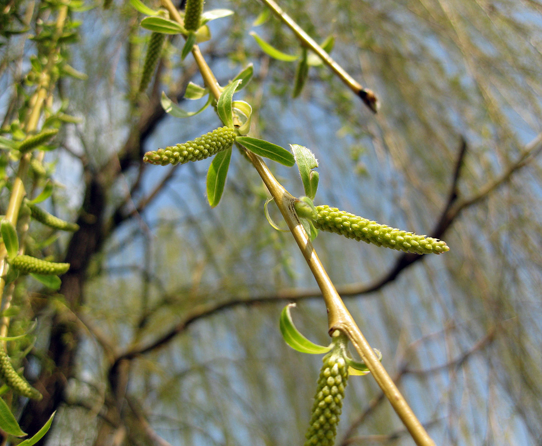 Изображение особи Salix &times; sepulcralis.