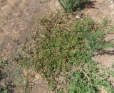 Trianthema portulacastrum. Цветущее и плодоносящее растение. Израиль, Шарон, окр. г. Герцлия, сад цитрусовых, сорное. 15.06.2010.