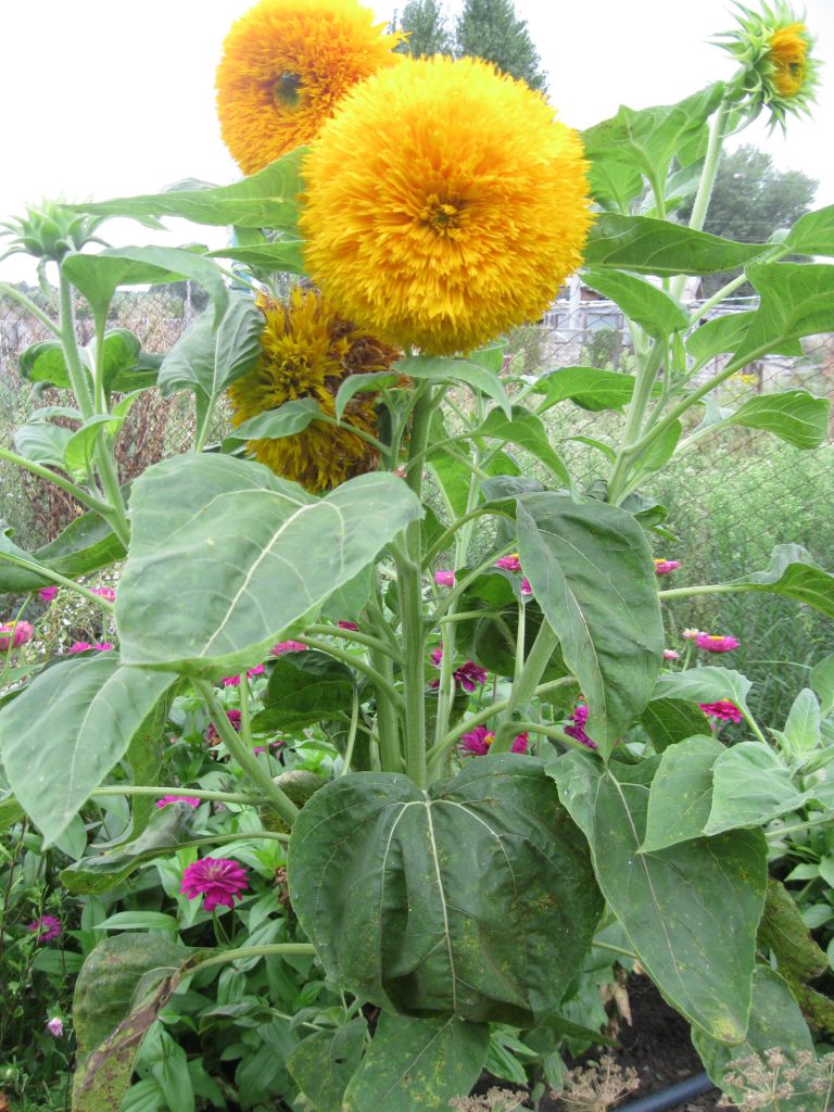 Image of Helianthus annuus specimen.