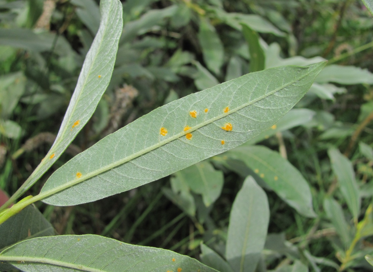 Image of Salix pantosericea specimen.