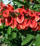 Erythrina crista-galli