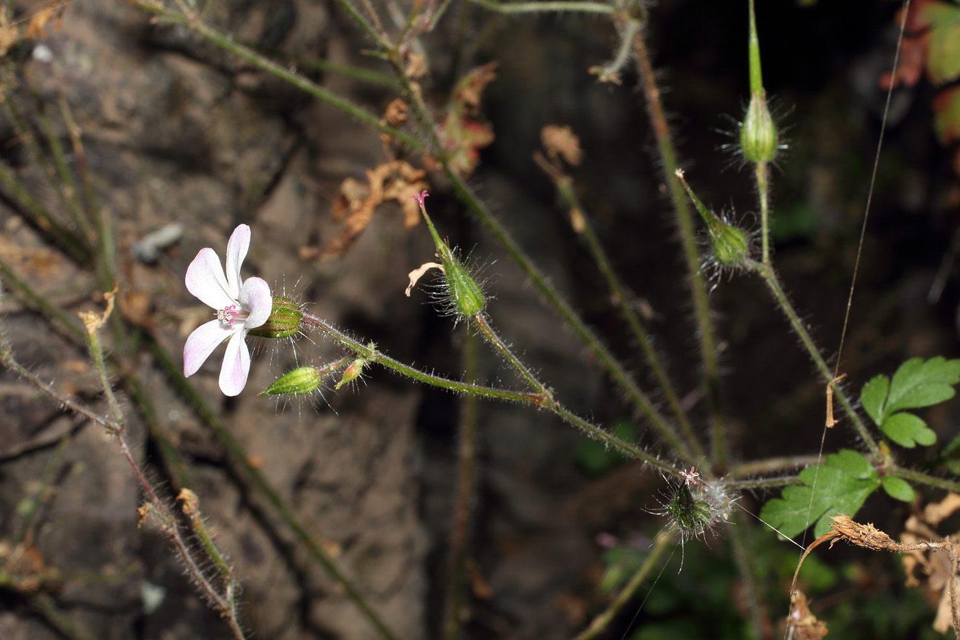 Изображение особи Geranium robertianum.