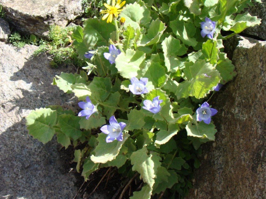 Image of Senecio taraxacifolius specimen.