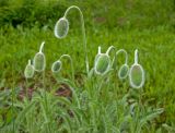 Papaver orientale. Верхушки побегов с бутонами. Пермский край, пос. Юго-Камский, частное подворье, в культуре. 17 июня 2017 г.