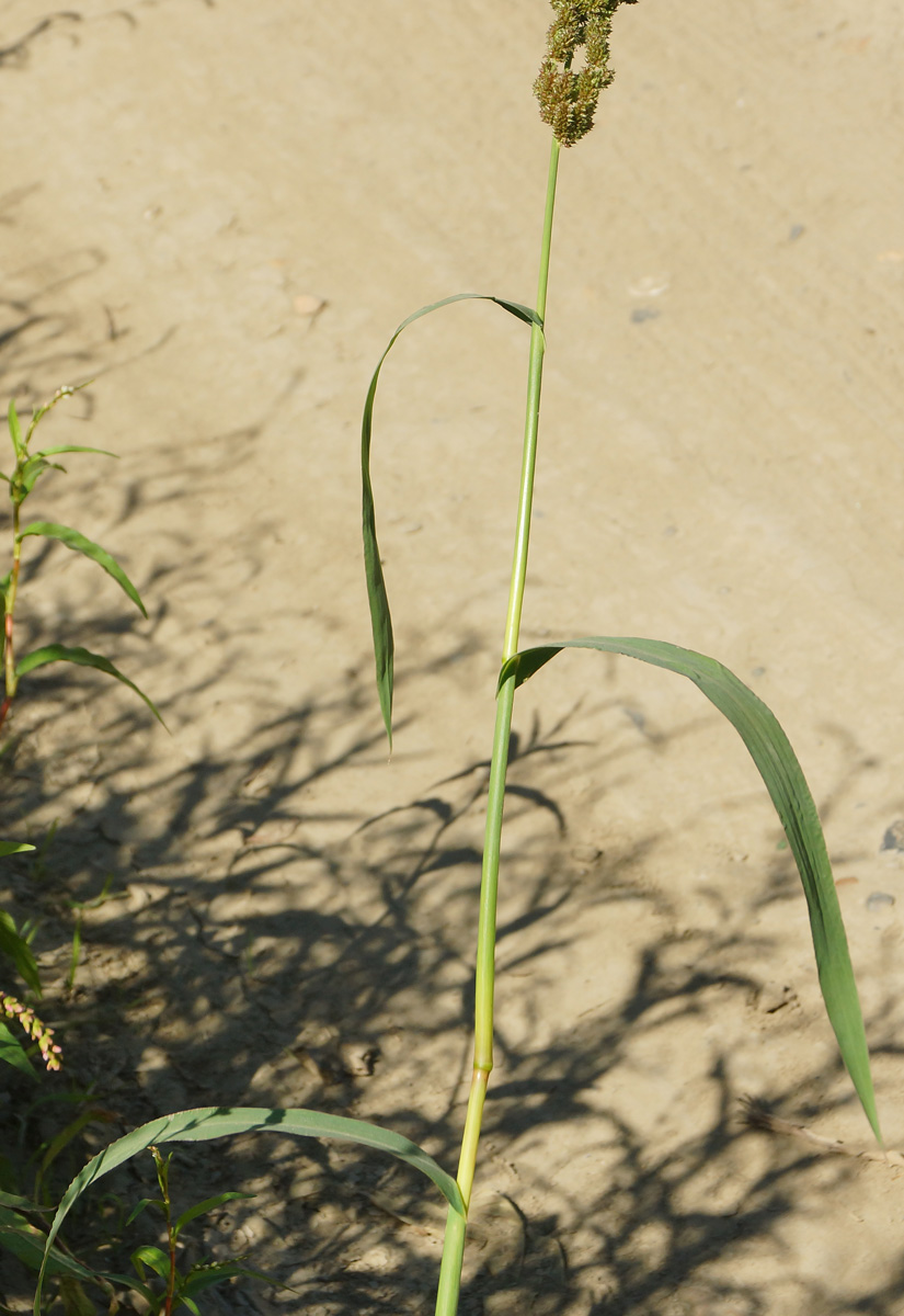 Изображение особи Echinochloa crus-galli.