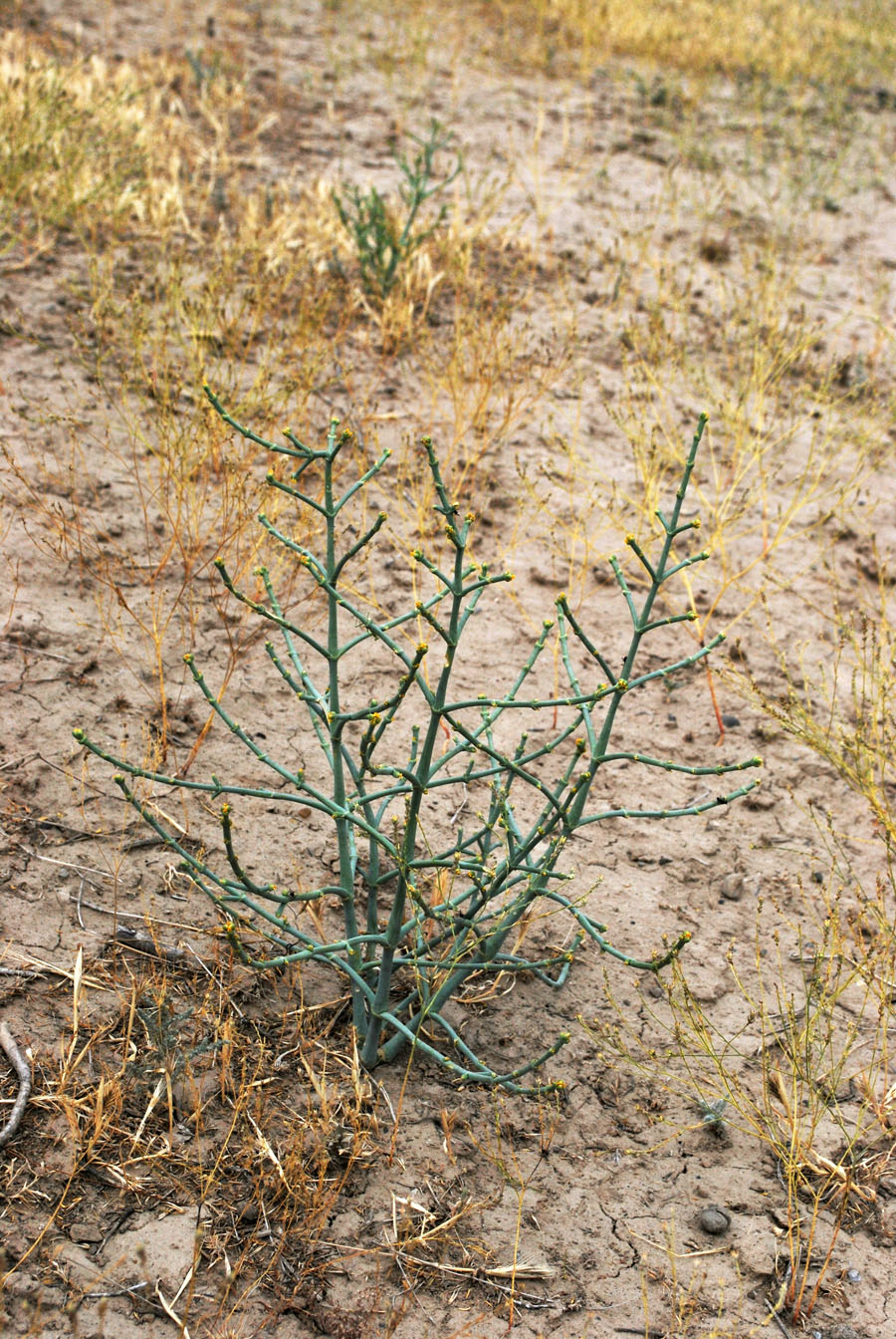 Image of Anabasis ferganica specimen.