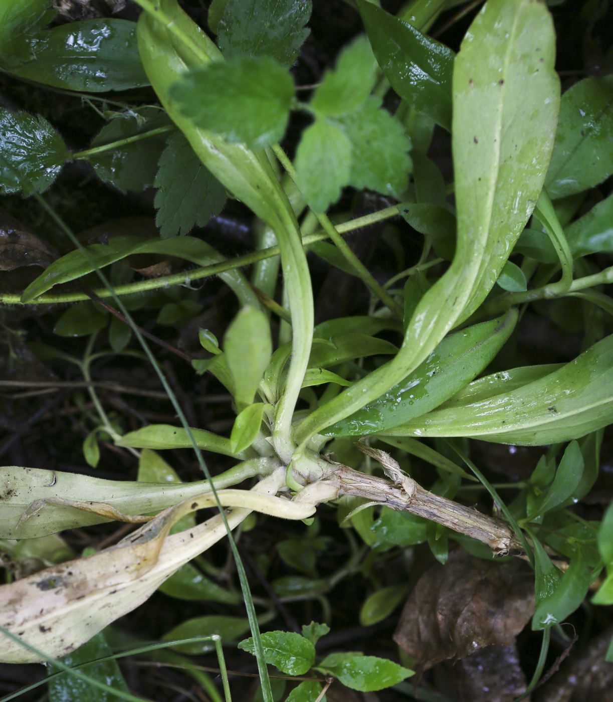 Изображение особи Dianthus barbatus.