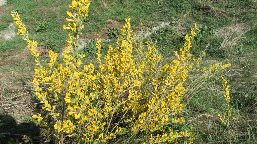 Image of Chamaecytisus ruthenicus specimen.