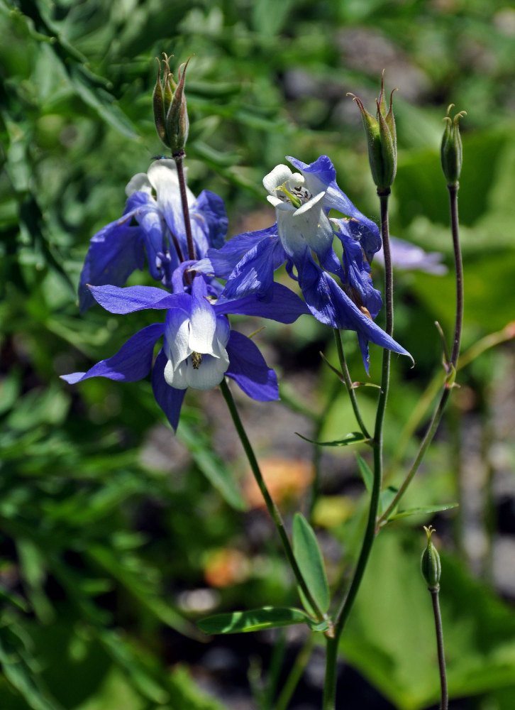 Image of Aquilegia olympica specimen.