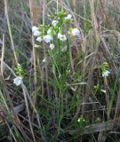 Cardamine dentata