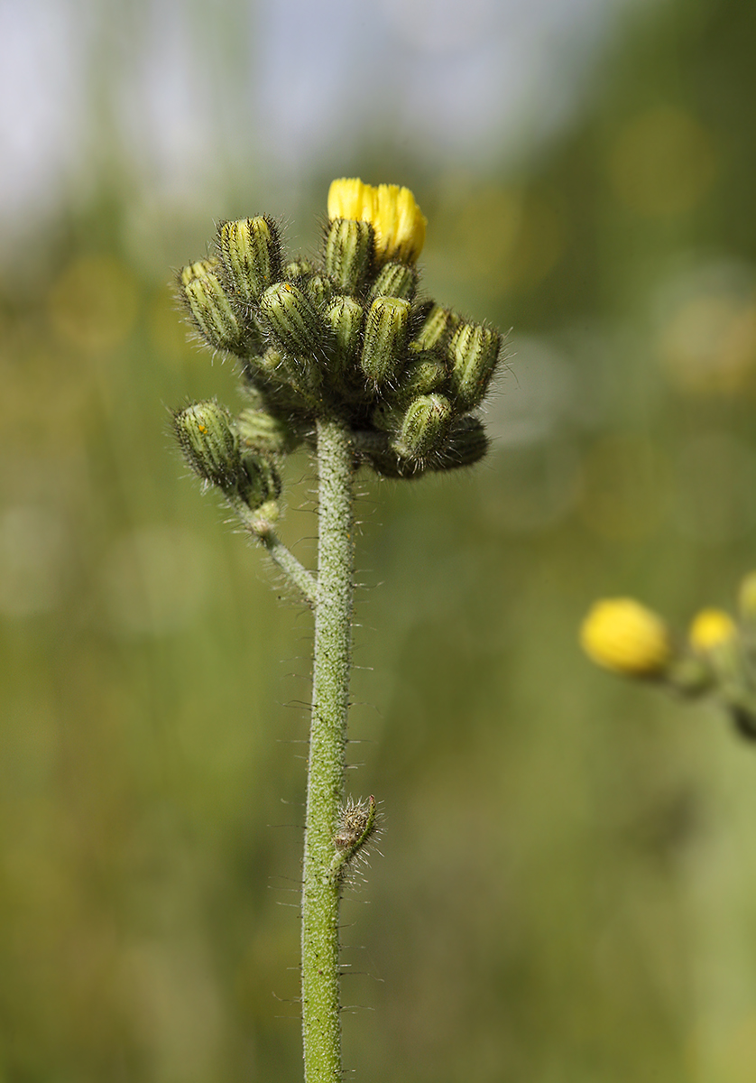 Image of Pilosella cymosa specimen.