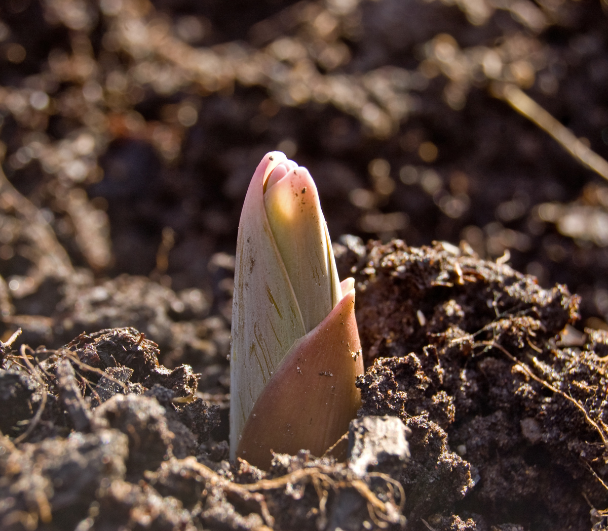 Image of Allium aflatunense specimen.