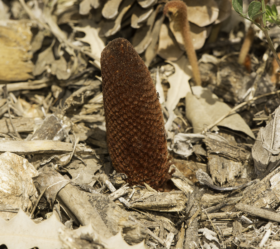 Image of Banksia blechnifolia specimen.