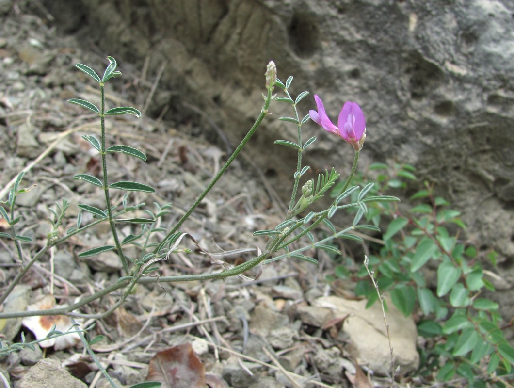 Изображение особи Astragalus subuliformis.