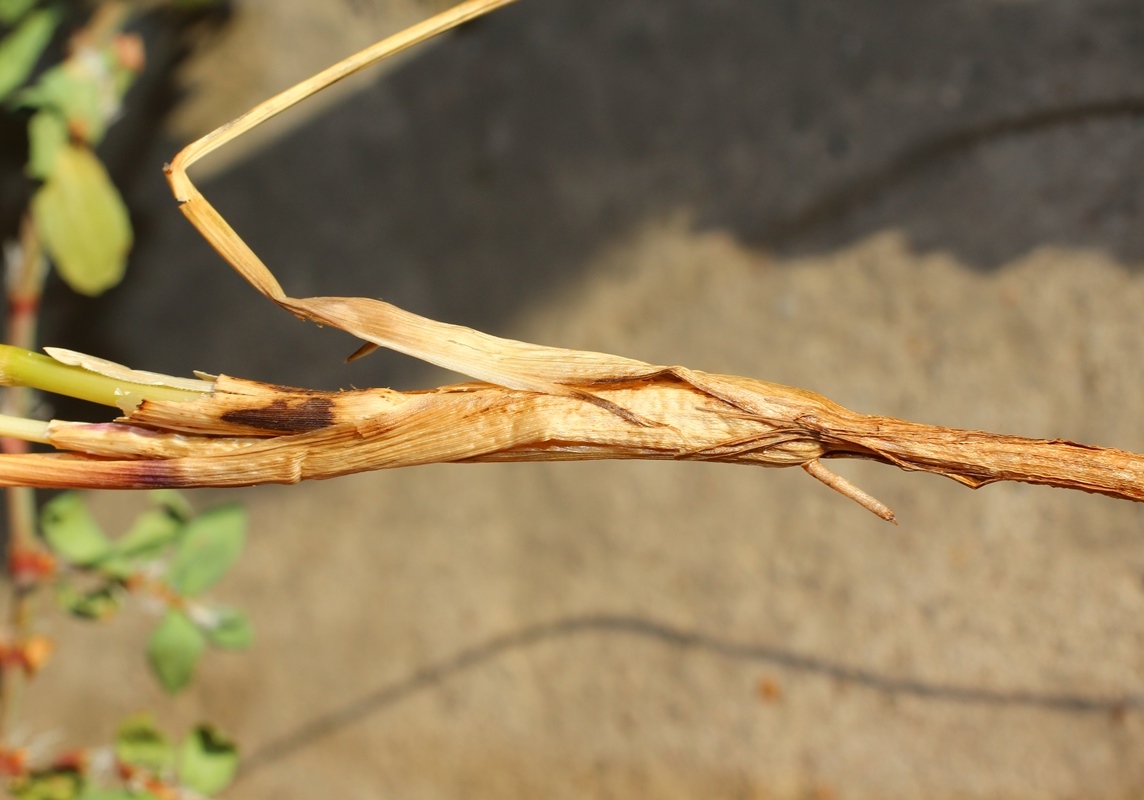 Image of Elytrigia bessarabica specimen.