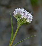 Valeriana rossica. Верхушка побега с соцветием. Башкортостан, Мелеузовский р-н, долина р. Нугуш, каньон Пятилистник, второй \"лепесток\", правый берег, в щели на скале. 11 июня 2018 г.